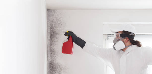 Best Attic Mold Removal  in Waimanalo Beach, HI