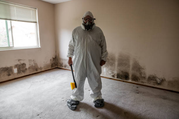 Best Mold Damage Repair  in Waimanalo Beach, HI