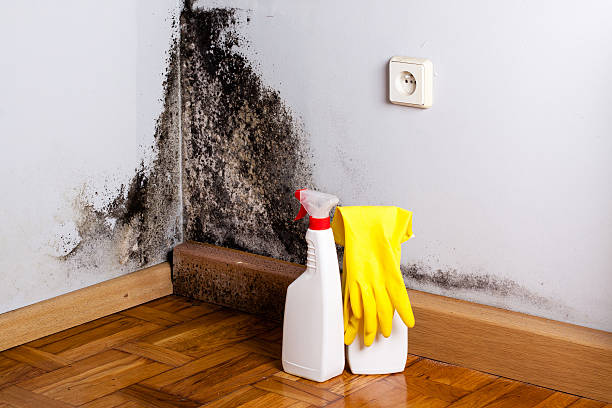 Attic Mold Removal in Waimanalo Beach, HI
